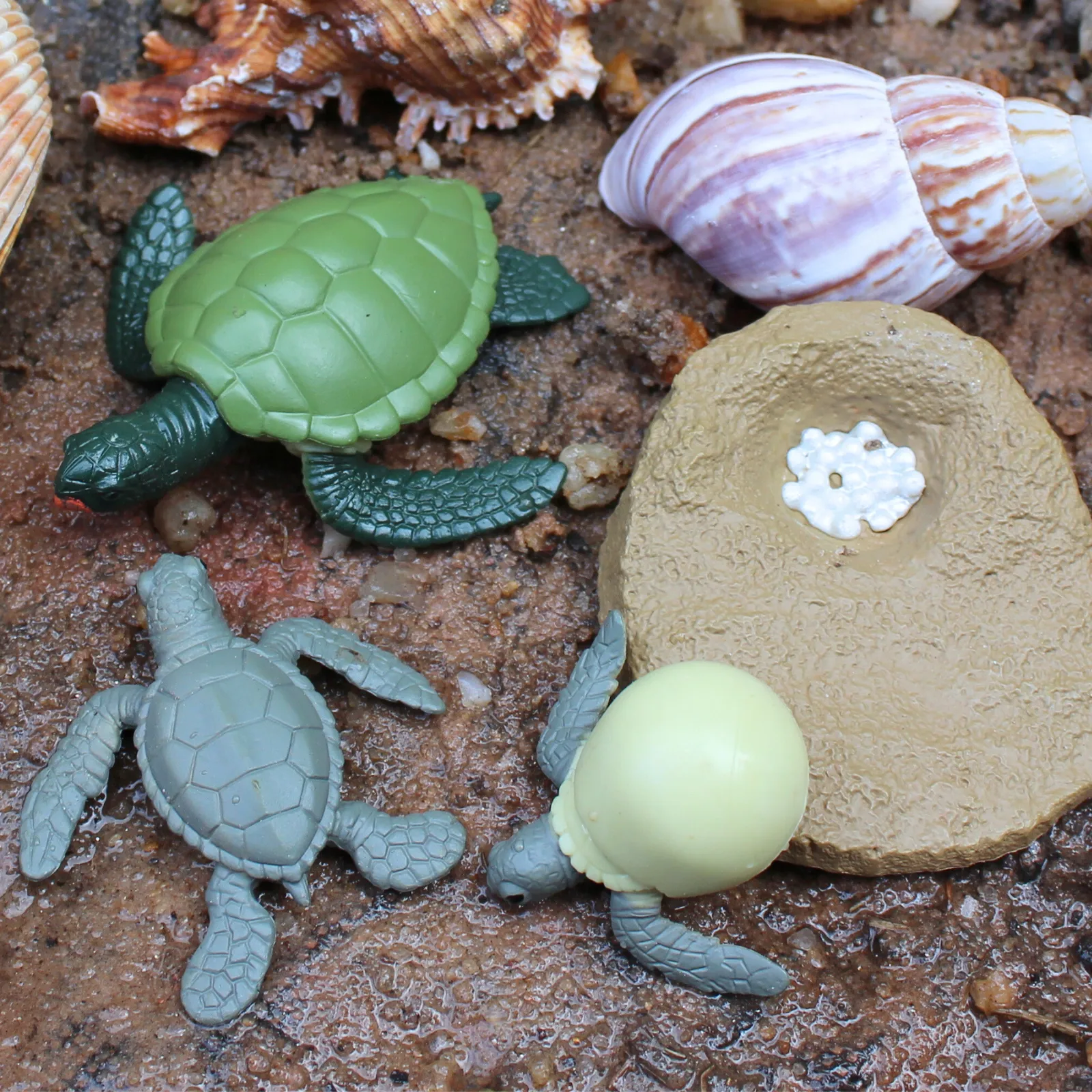 Life Cycle of a Green Sea Turtle