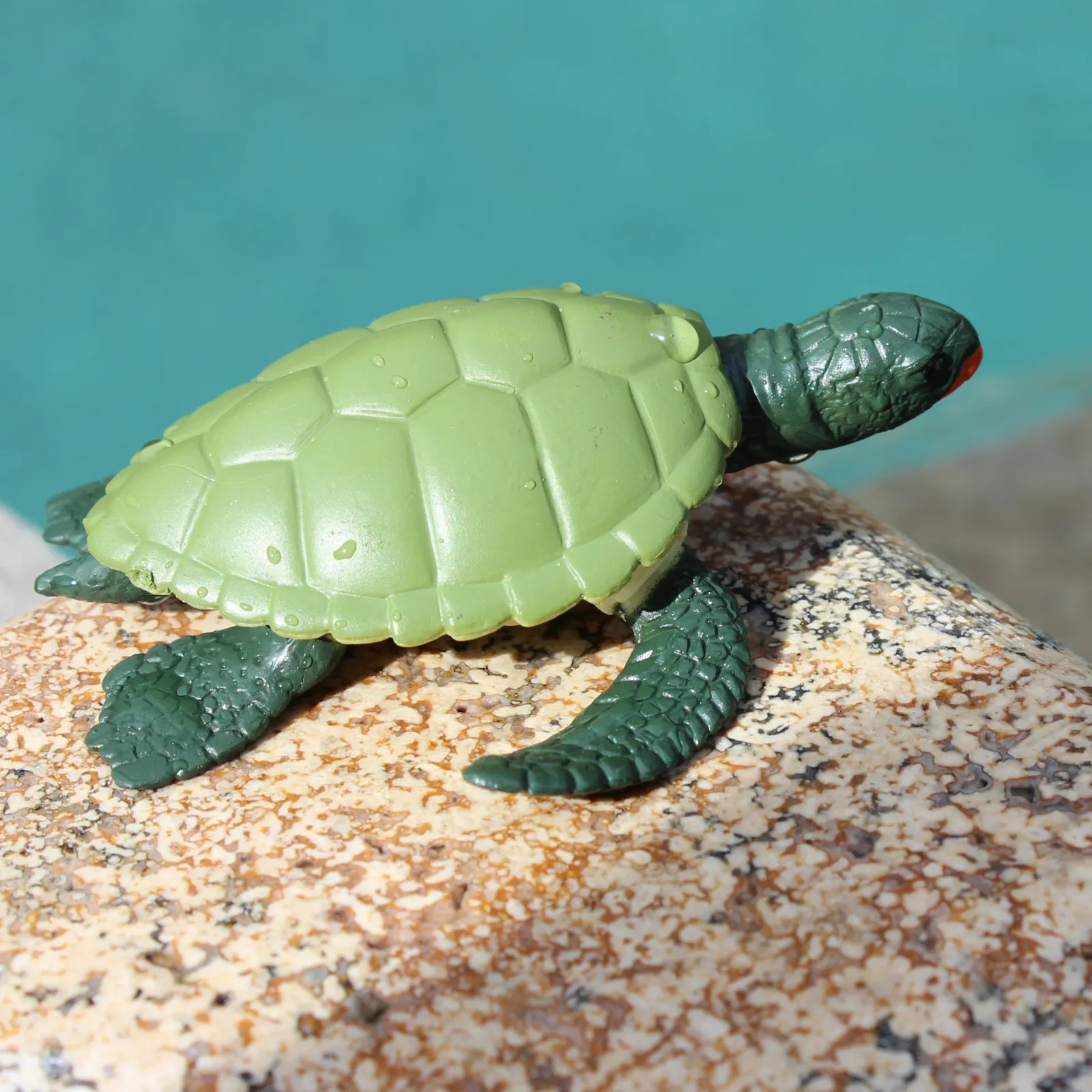 Life Cycle of a Green Sea Turtle